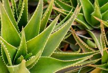 Photo of Aloe Vera Bitkisel Sağlık Yatırımında Öne Çıkan İlginç Ürünlerden Biri